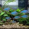 Dwarf Neon Rainbow (Melanotaenia praecox) for Sale Canada | Premium Freshwater Rainbowfish