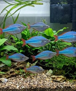 Dwarf Neon Rainbow (Melanotaenia praecox) for Sale Canada | Premium Freshwater Rainbowfish