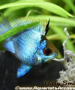 ELECTRIC BLUE RAM BALLOON (Mikrogeophagus ramirezi .sp)