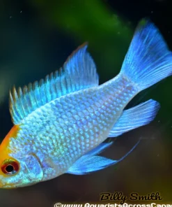 ELECTRIC BLUE RAM (Mikrogeophagus ramirezi. Sp)