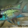 Electric Blue Acara (Andinoacara pulcher) 3-3.5 Inch for Sale Canada | Premium Blue Acara Cichlid