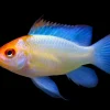 Electric Blue Golden Ram (Mikrogeophagus ramirezi) for Sale Canada | Premium Ram Cichlid