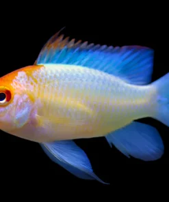 Electric Blue Golden Ram (Mikrogeophagus ramirezi) for Sale Canada | Premium Ram Cichlid