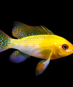 ELECTRIC GOLDEN RAM *GERMAN STRAIN* Mikrogeophagus ramirezi