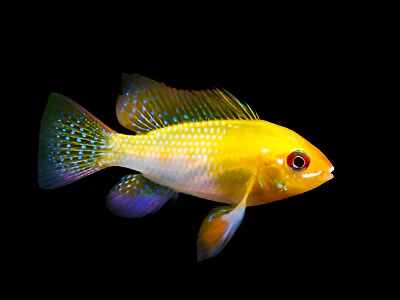 ELECTRIC GOLDEN RAM *GERMAN STRAIN* Mikrogeophagus ramirezi