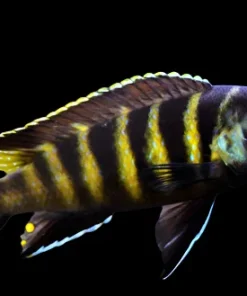 ELONGATUS CHAILOSI (Chindongo sp. Elongatus Chailosi"