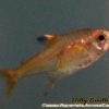 Ember Tetra (Hyphessobrycon amandae) for Sale Canada | Vibrant Nano Schooling Fish