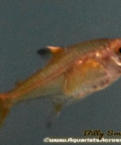 Ember Tetra (Hyphessobrycon amandae) for Sale Canada | Vibrant Nano Schooling Fish
