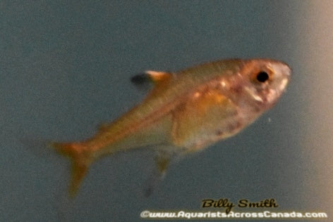 Ember Tetra (Hyphessobrycon amandae) for Sale Canada | Vibrant Nano Schooling Fish