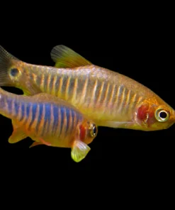 Emerald Dwarf Rasbora (Celestichthys erythromicron) For Sale Canada | Nano Schooling Fish