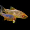 Emerald Dwarf Rasbora (Celestichthys erythromicron) for Sale Canada | Rare Nano Fish