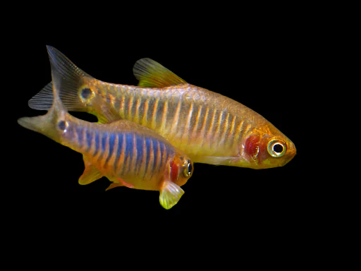 Emerald Dwarf Rasbora (Celestichthys erythromicron) for Sale Canada | Rare Nano Fish