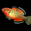 Empire Gudgeon Goby (Hypseleotris compressa) Canada | Buy Freshwater Goby Online