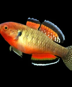 Empire Gudgeon Goby (Hypseleotris compressa) Canada | Buy Freshwater Goby Online