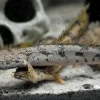 Endlicheri Bichir (Polypterus endlicheri) for Sale Canada | Giant African Bichir