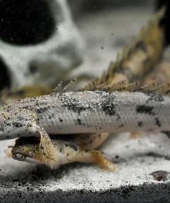 Endlicheri Bichir (Polypterus endlicheri) for Sale Canada | Giant African Bichir