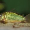 Emerald Green Corydoras (Brochis splendens) for Sale Canada | Giant Emerald Cory Catfish