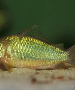 Emerald Green Corydoras (Brochis splendens) for Sale Canada | Giant Emerald Cory Catfish