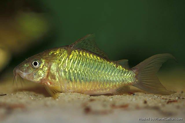Emerald Green Corydoras (Brochis splendens) for Sale Canada | Giant Emerald Cory Catfish