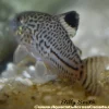 False Julii Corydoras (Corydoras trilineatus) for Sale Canada | Leopard Cory Catfish