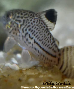 False Julii Corydoras (Corydoras trilineatus) for Sale Canada | Leopard Cory Catfish