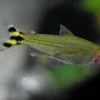Yellow False Rummynose Tetra (Petitella georgiae) for Sale Canada | Rare Schooling Tetra