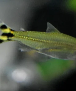 Yellow False Rummynose Tetra (Petitella georgiae) for Sale Canada | Rare Schooling Tetra