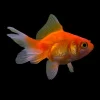 Fantail Goldfish (Carassius auratus) for Sale Canada | Premium Fancy Goldfish