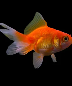 Fantail Goldfish (Carassius auratus) for Sale Canada | Premium Fancy Goldfish