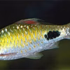 Filament Barb (Puntius filamentosus) 2" for Sale Canada | Buy Filament Barb