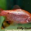 Fire Barb (Pethia conchonius) for Sale Canada | Buy Fire Barb