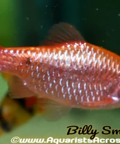 Fire Barb (Pethia conchonius) for Sale Canada | Buy Fire Barb