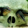 Large Fire Eel (Mastacembelus erythrotaenia) 11–16" for Sale Canada | Premium Freshwater Spiny Eel
