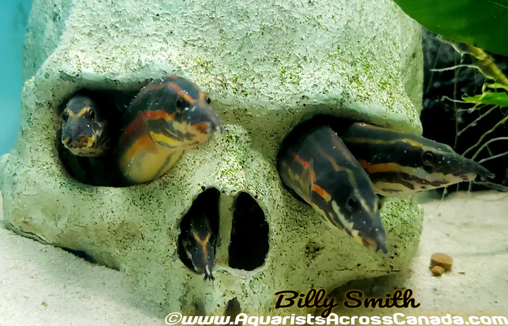 XL Fire Eel (Mastacembelus erythrotaenia) 16"+ for Sale Canada | Giant Freshwater Spiny Eel