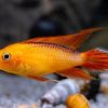 Fire Gold Agassiz's Dwarf Cichlid (Apistogramma agassizii) for Sale Canada
