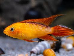 Fire Gold Agassiz's Dwarf Cichlid (Apistogramma agassizii) for Sale Canada