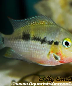 FIREMOUTH (Thorichthys meeki)