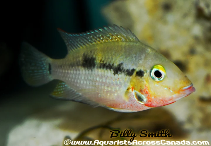 FIREMOUTH (Thorichthys meeki)