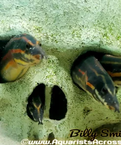 Medium Fire Eel (Mastacembelus erythrotaenia) 9.5–10.5" for Sale Canada | Freshwater Spiny Eel