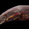 Small Fire Eel (Mastacembelus erythrotaenia) 6–9" for Sale Canada | Freshwater Spiny Eel