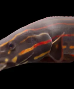 Small Fire Eel (Mastacembelus erythrotaenia) 6–9" for Sale Canada | Freshwater Spiny Eel