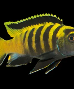 FLAVUS (Chindongo Flavus) 2"