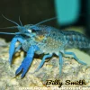 Florida Blue Crayfish (Procambarus alleni) for Sale Canada | Electric Blue Crayfish