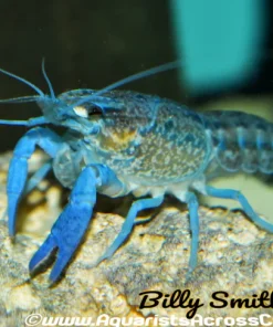 Florida Blue Crayfish (Procambarus alleni) for Sale Canada | Electric Blue Crayfish