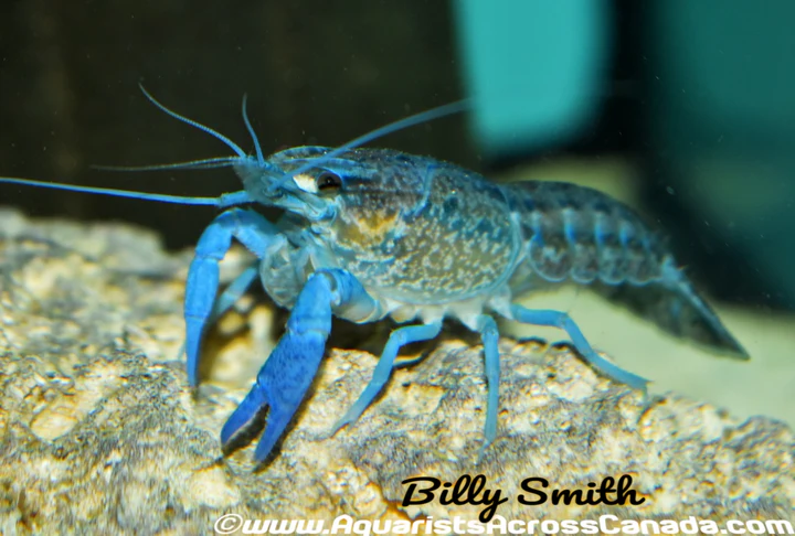 Florida Blue Crayfish (Procambarus alleni) for Sale Canada | Electric Blue Crayfish