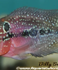 FLOWERHORN RED DRAGON 2" 2404