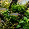 Forktail Blue Eye Rainbow (Pseudomugil furcatus) for Sale Canada | Premium Nano Rainbowfish