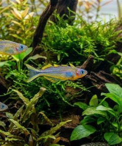 Forktail Blue Eye Rainbow (Pseudomugil furcatus) for Sale Canada | Premium Nano Rainbowfish