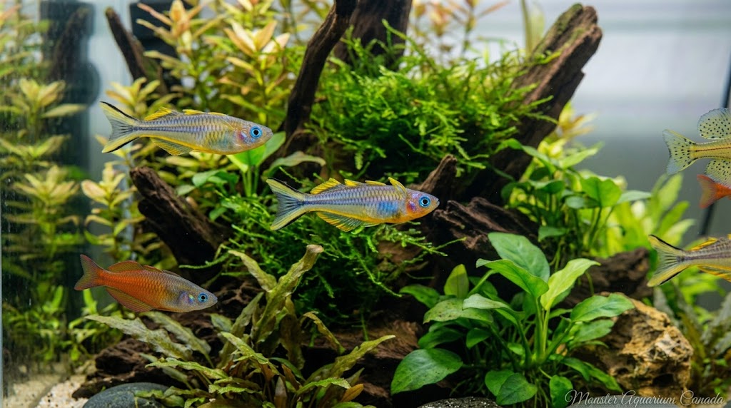 Forktail Blue Eye Rainbow (Pseudomugil furcatus) for Sale Canada | Premium Nano Rainbowfish