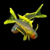 Forktail Blue Eye Rainbow (Pseudomugil furcatus) For Sale Canada | Nano Rainbow Fish